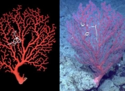 赤珊瑚如何获得_赤金珊瑚