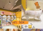 抓猫盒子的使用流程-淘宝捉猫猫盒子获得