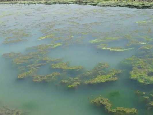 缺氧藻类怎么获得营养