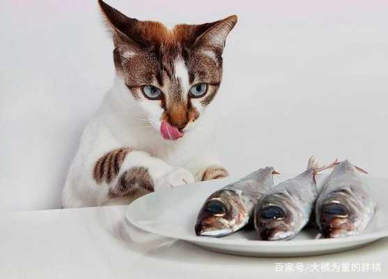  猫咪收集如何获得银鱼「猫咪收集如何获得银鱼的食物」